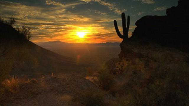 Saguaro National Park