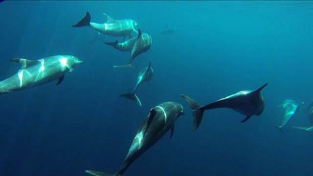 California's Catalina Island