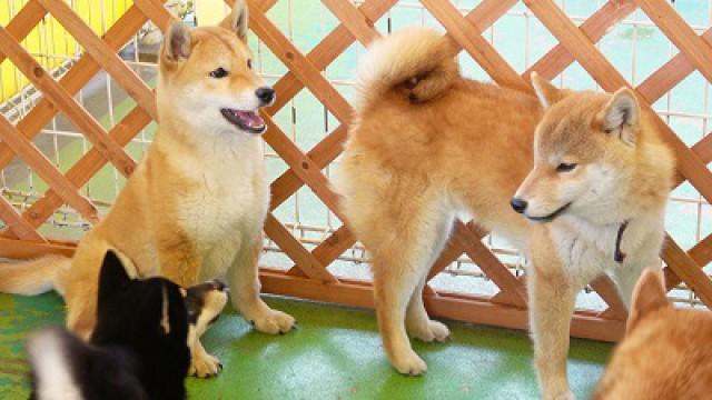 Japanese Dog Breeds