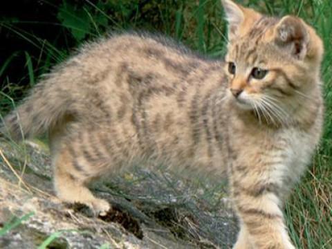Wildkatzen - Versteckt in Deutschlands Wäldern