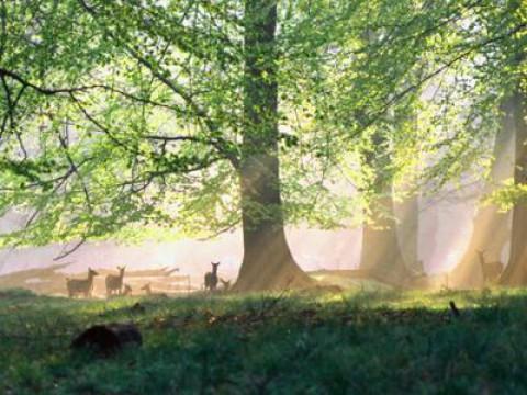 Das Grüne Wunder - Unser Wald
