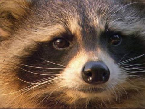 Waschbären - Einwanderer aus Wildwest