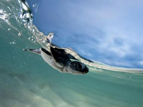 Das Great Barrier Reef (3/3) - Tierische Besucher aus aller Welt