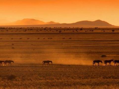 Die Wüstenpferde Namibias – Afrikas Wilder Westen