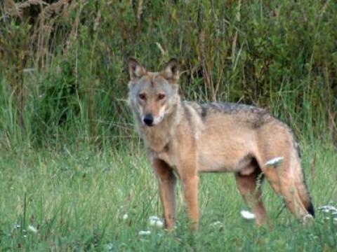 Familie Wolf – Gefährliche Nachbarn?