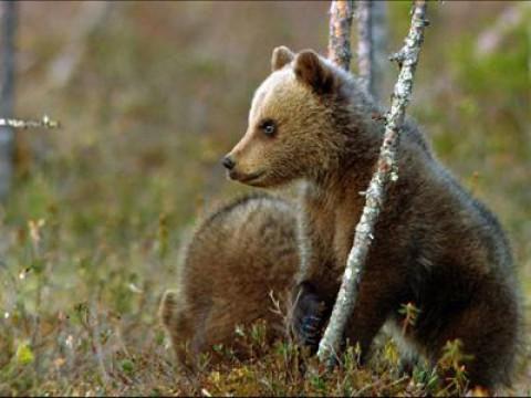 Die Bärenbande – In Skandinaviens Wäldern