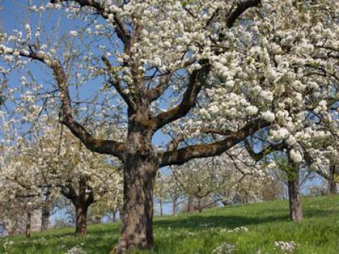 Mit dem Frühling durch Europa (2) - Von den Alpen ans Polarmeer