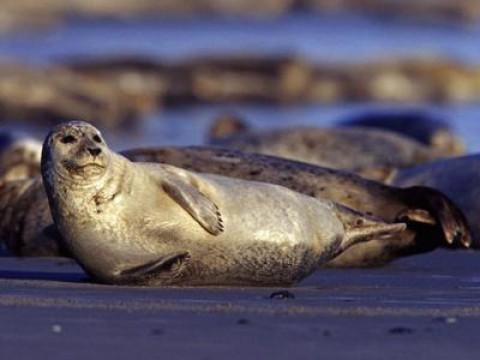 Die Nordsee - Unser Meer
