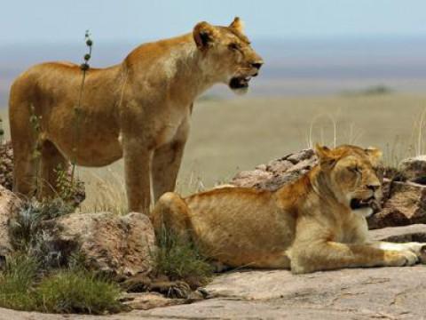 Serengeti (1) - Der große Aufbruch