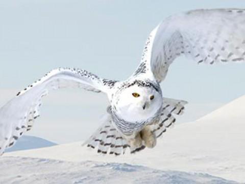 Die Reise der Schneeeulen - Ein Wintermärchen