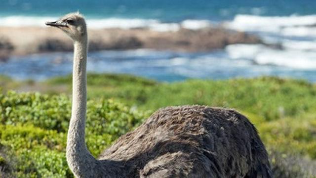 Wildes Südafrika - Teil 1: Kap der Extreme