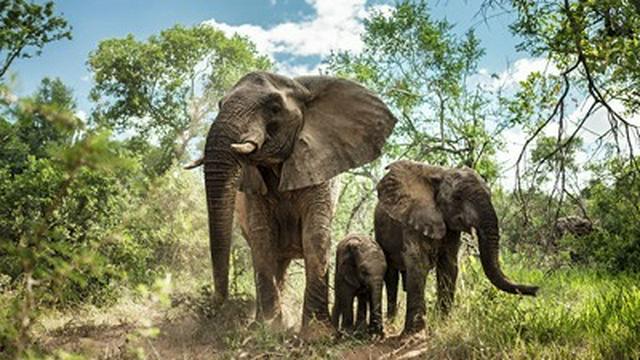 Wildes Südafrika - Teil 2: Zwischen Tropen und Savanne