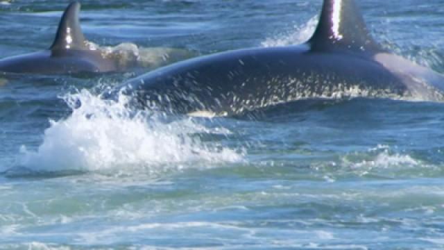 Killer Whale Island