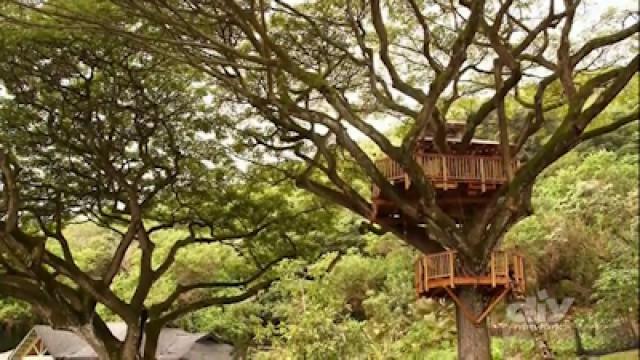 Pilot - Monkey Pod Treehouse