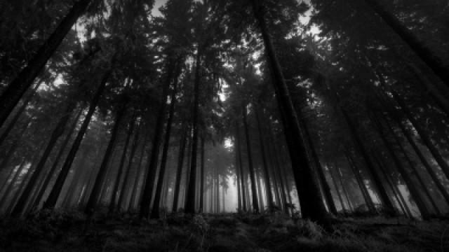 Horror im Wald