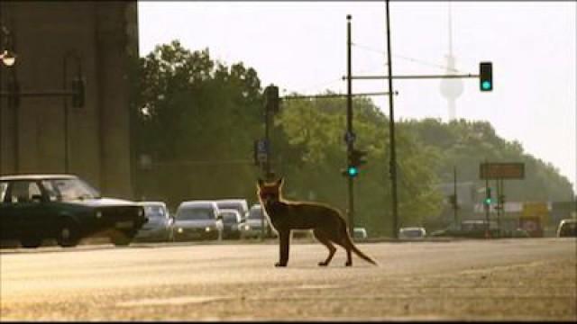 Wild Berlin