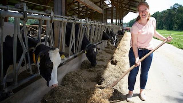 Digitale Milchkühe und Käse mit Geschichte