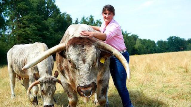 Braten vom Longhorn aus der Westfalen-Bucht
