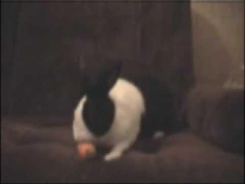 Randoslap: Rabbit