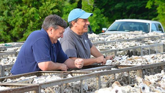 Oyster Orgy