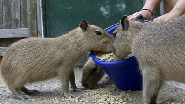 Peculiar Pets: Pet Pig, Hedgehog, Pygmy Goat, Capybara, Mini Donkey, Skunk