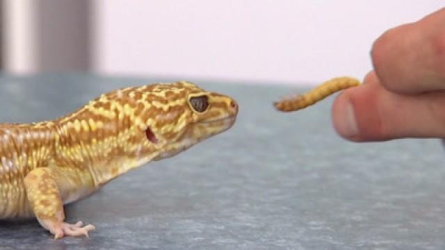 Little Pets - Hamsters, Guinea Pigs, Geckos, Rabbits, Parrots, and Ferrets