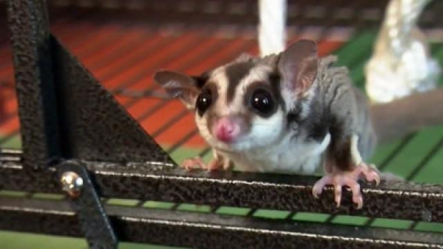 Backyard Neighbors, Freaky Fish, Australian Invaders, Garden Guests, Farmyard Friends and Pets So Creepy They’re Cute