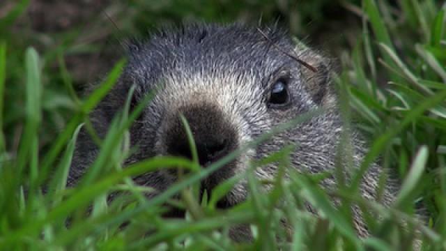 NETZ NATUR - Murmeltiere: Zwerge mit Pfiff