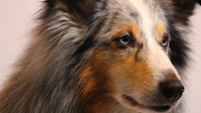 Von Hunden und Menschen (1/3)