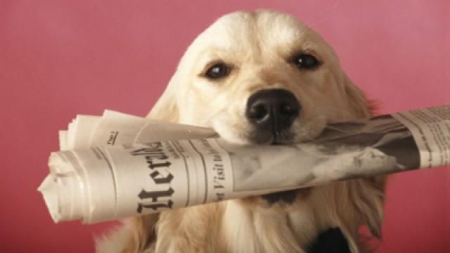 De wolf in de hond