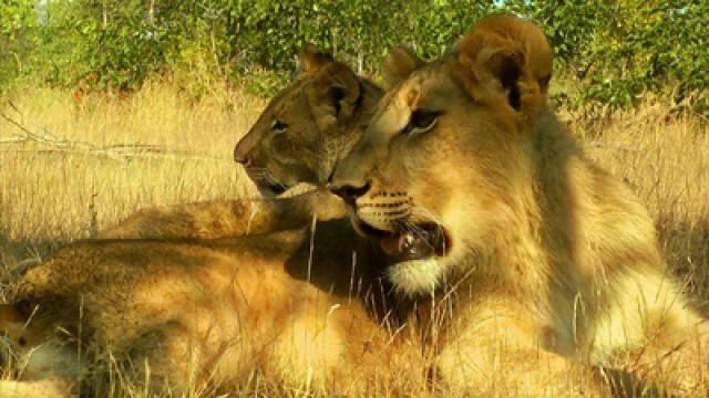 African Safari