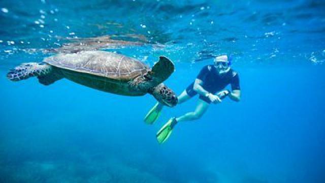 The Great Barrier Reef