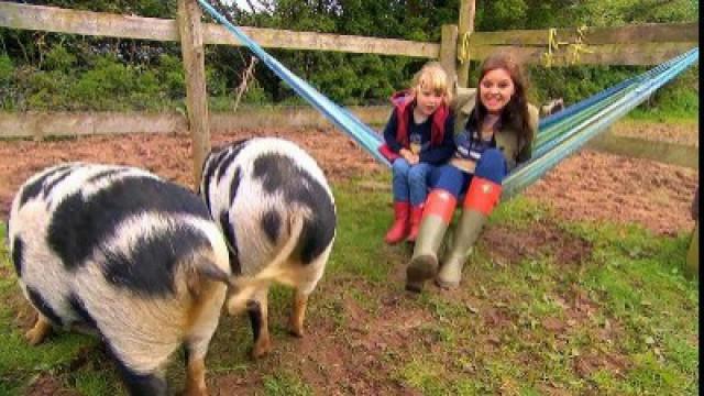 Kunekune Pigs