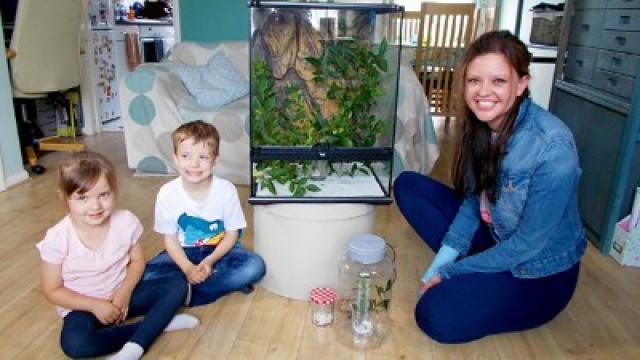 Stick Insects