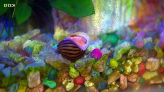 Tropical Fish