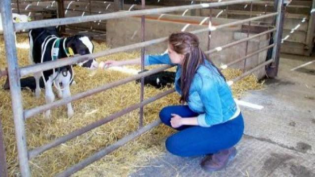 Calf