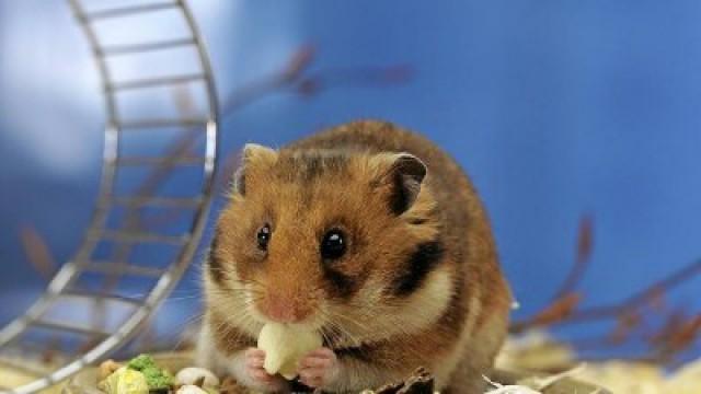 Hamster