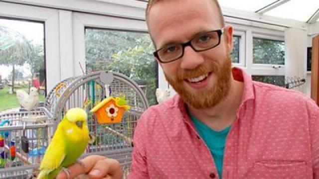 Budgie