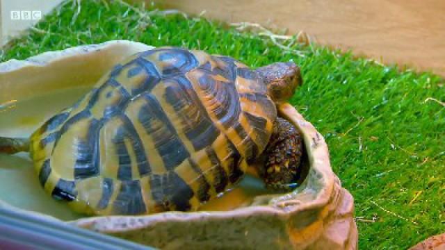 Tortoise