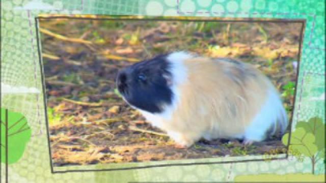 Guinea Pigs
