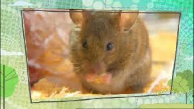 Mice