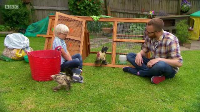 Cockerel