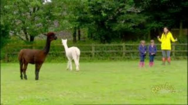 Alpacas