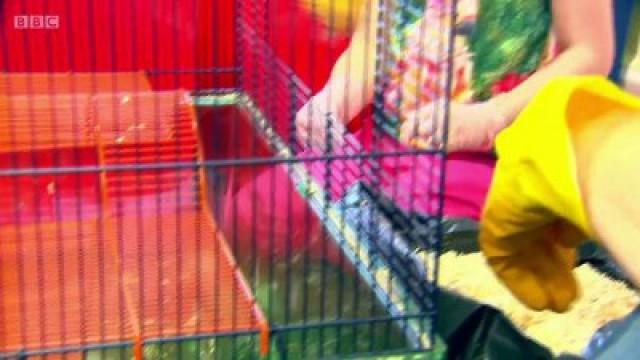 Gerbils