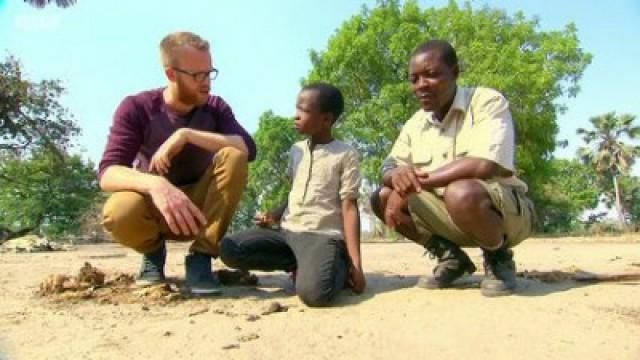 African Special: Elephants