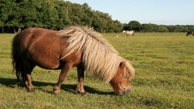 Noble the New Forest Pony