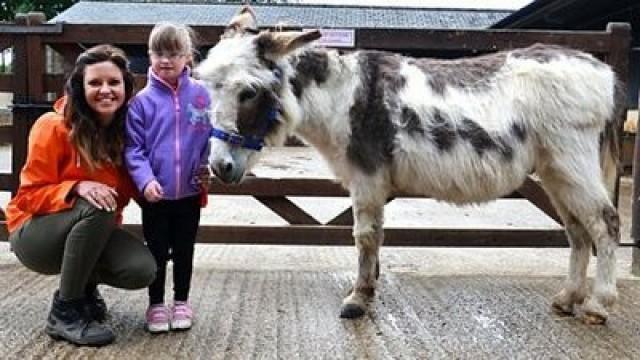 William D the Donkey