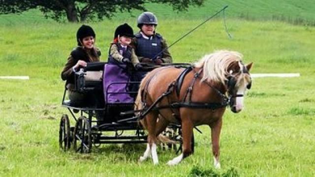 Charlie the Welsh Mountain Pony