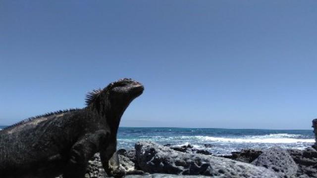 Galapagos Special: Marine Iguanas