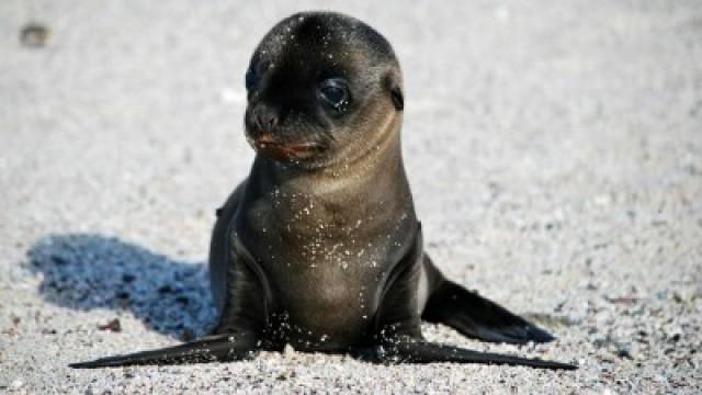 Galapagos Special: Sea Lions